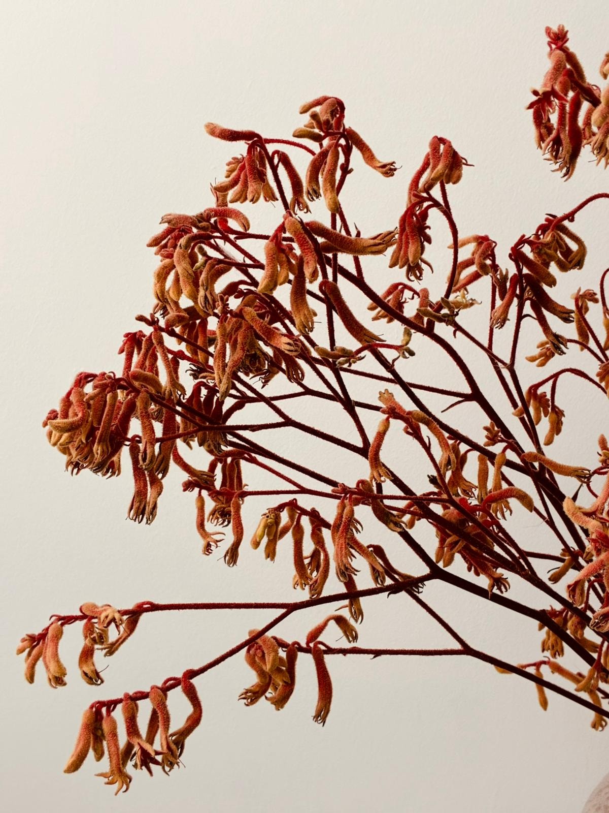 Dried red botanical branches against a pale background